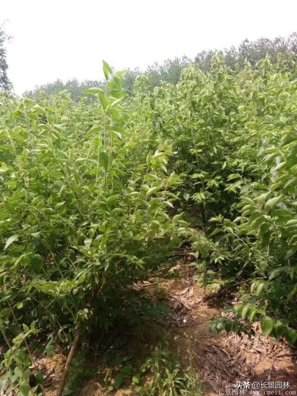 上海优质金银木价格,金银木价格一览表