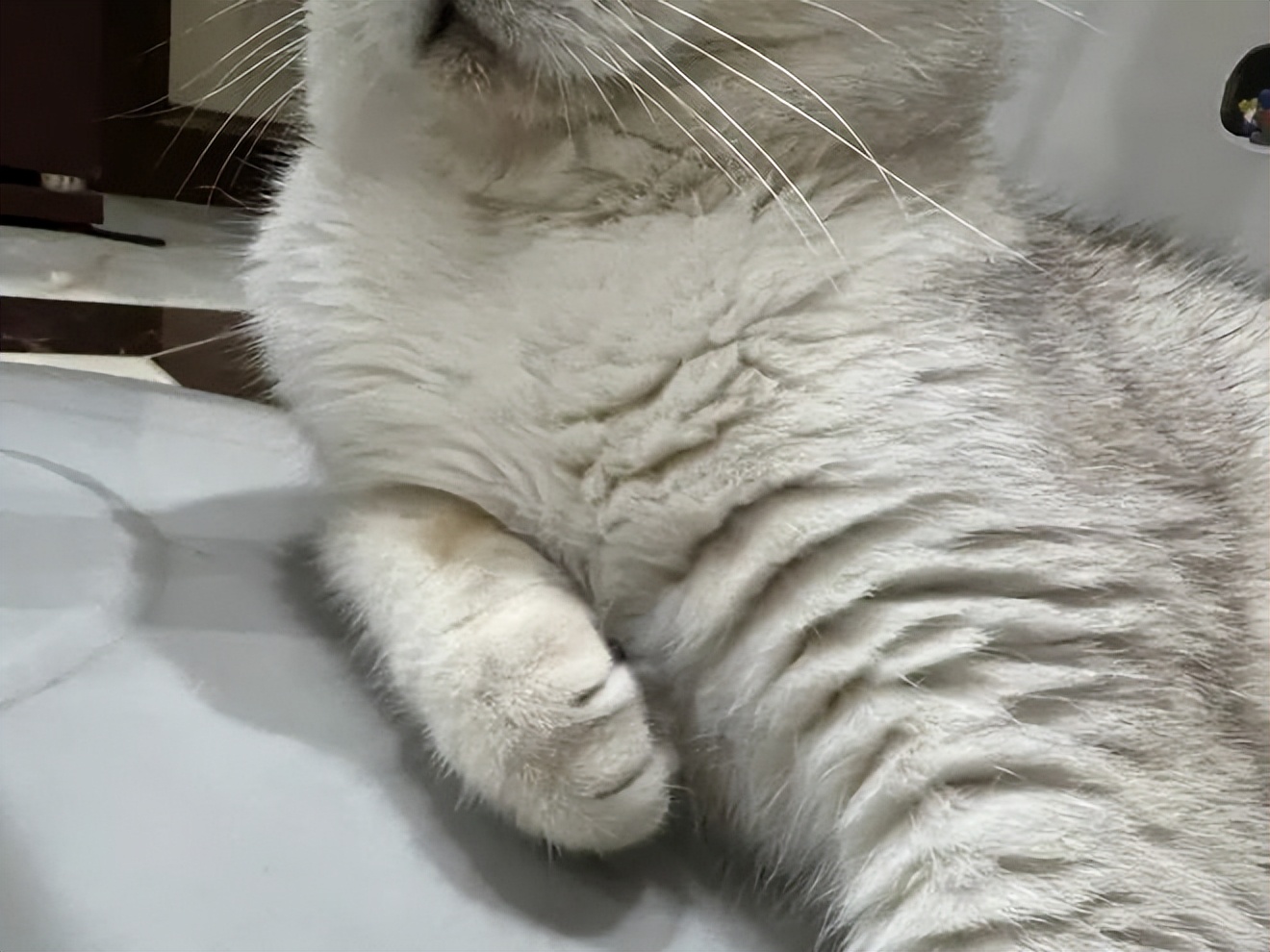 猫咪身上有蒜瓣纹,猫咪毛分层叫蒜瓣毛吗