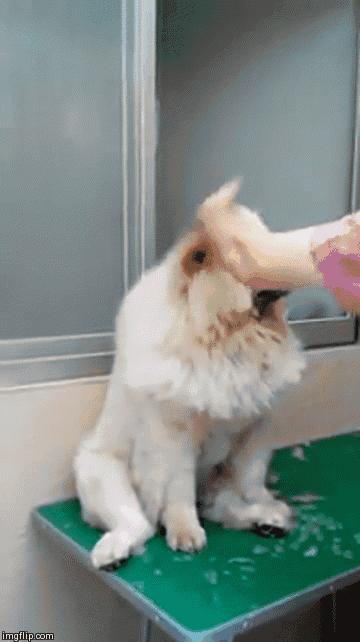 狗狗夏季消暑衣服,夏季狗狗防暑小秘籍