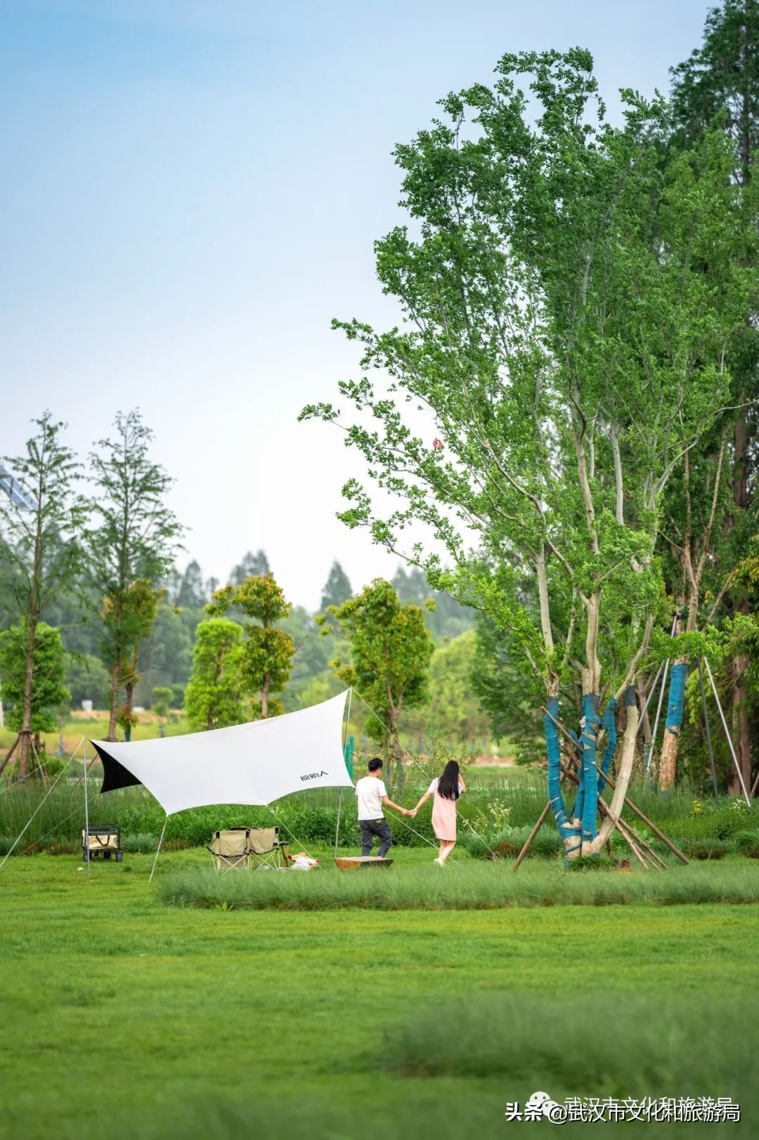 万亩野生古茶园,武汉野生森林