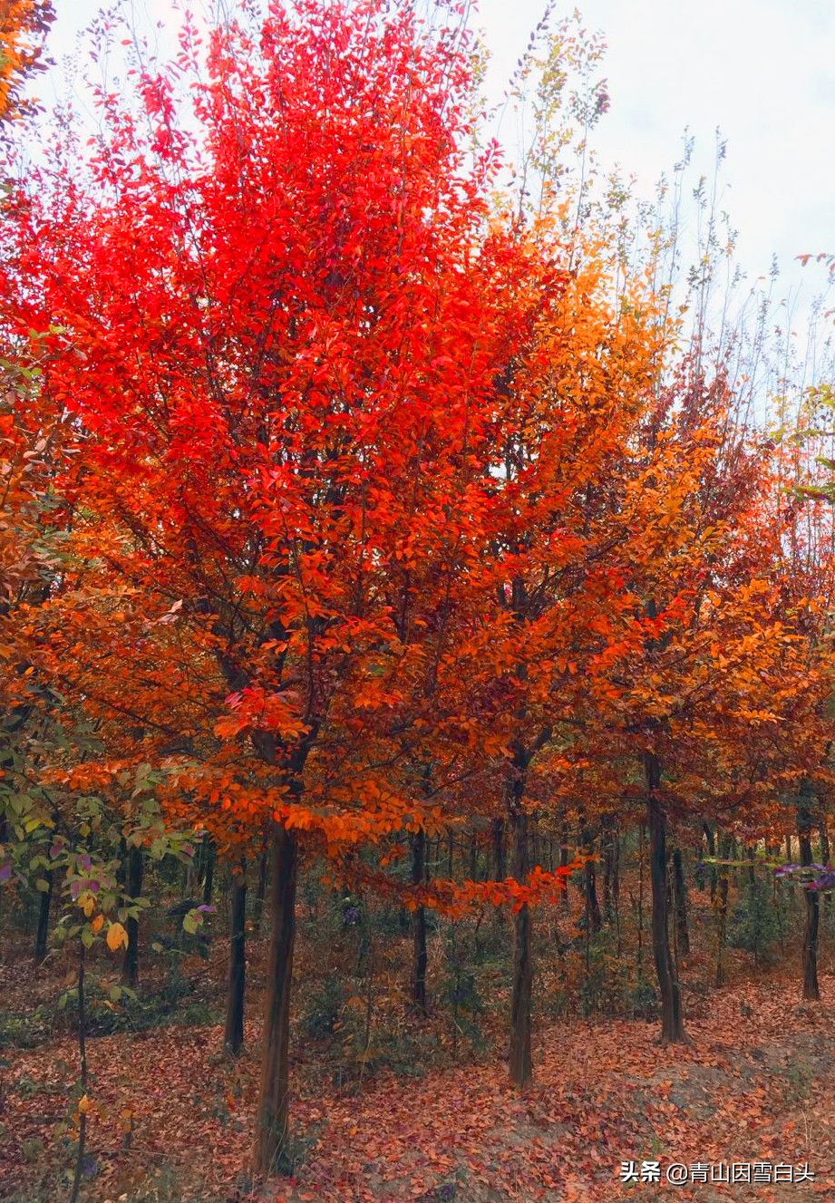 农村前方有空地怎样规划,农村有地该怎么利用和赚钱