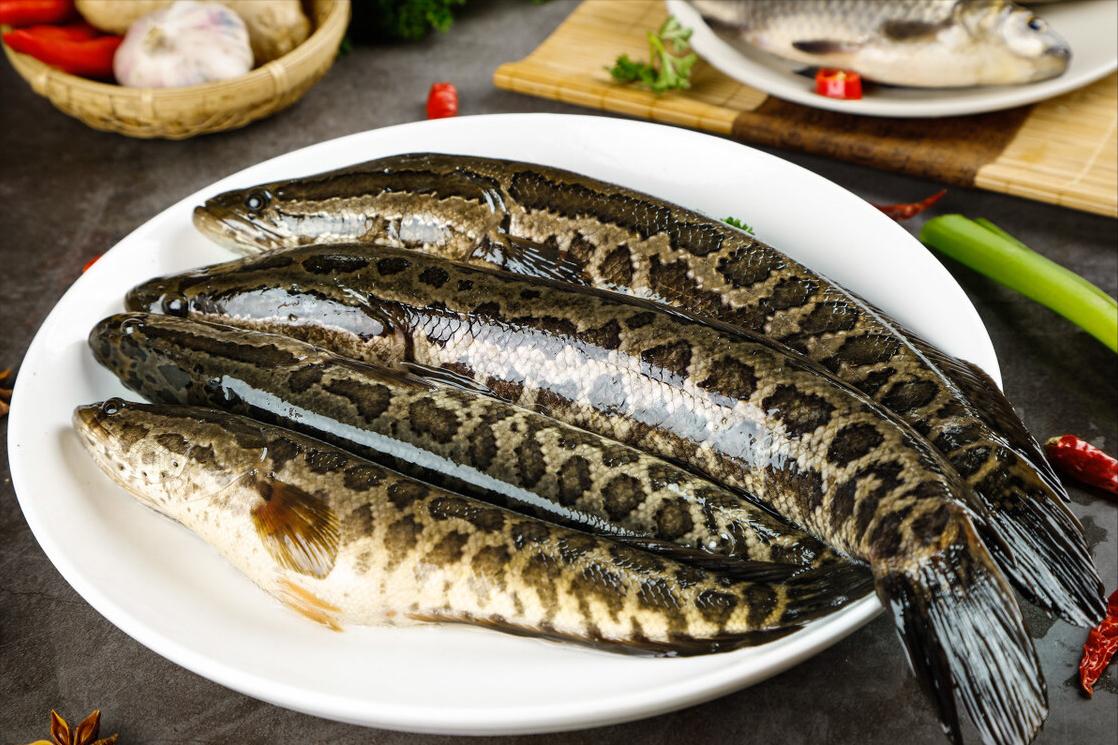 七种不一样的鱼图片,各种鱼的区别方法图解