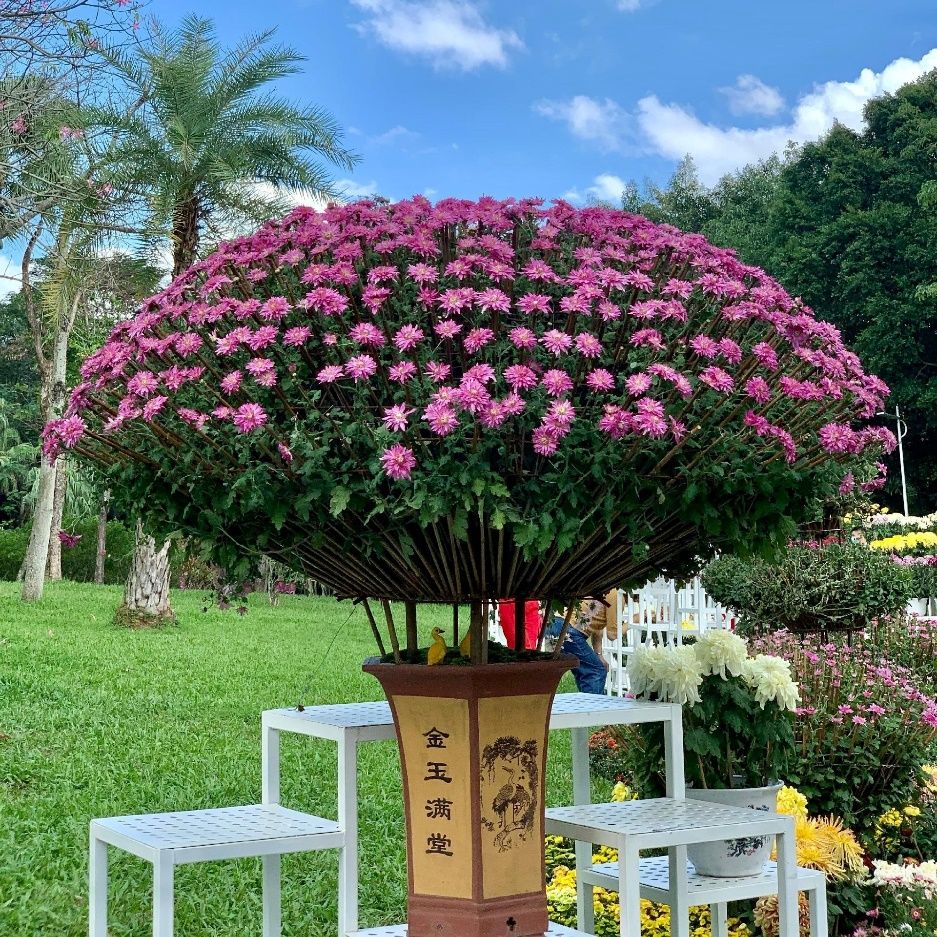 东湖公园赏菊花,深圳市东湖公园一年一季的菊花展