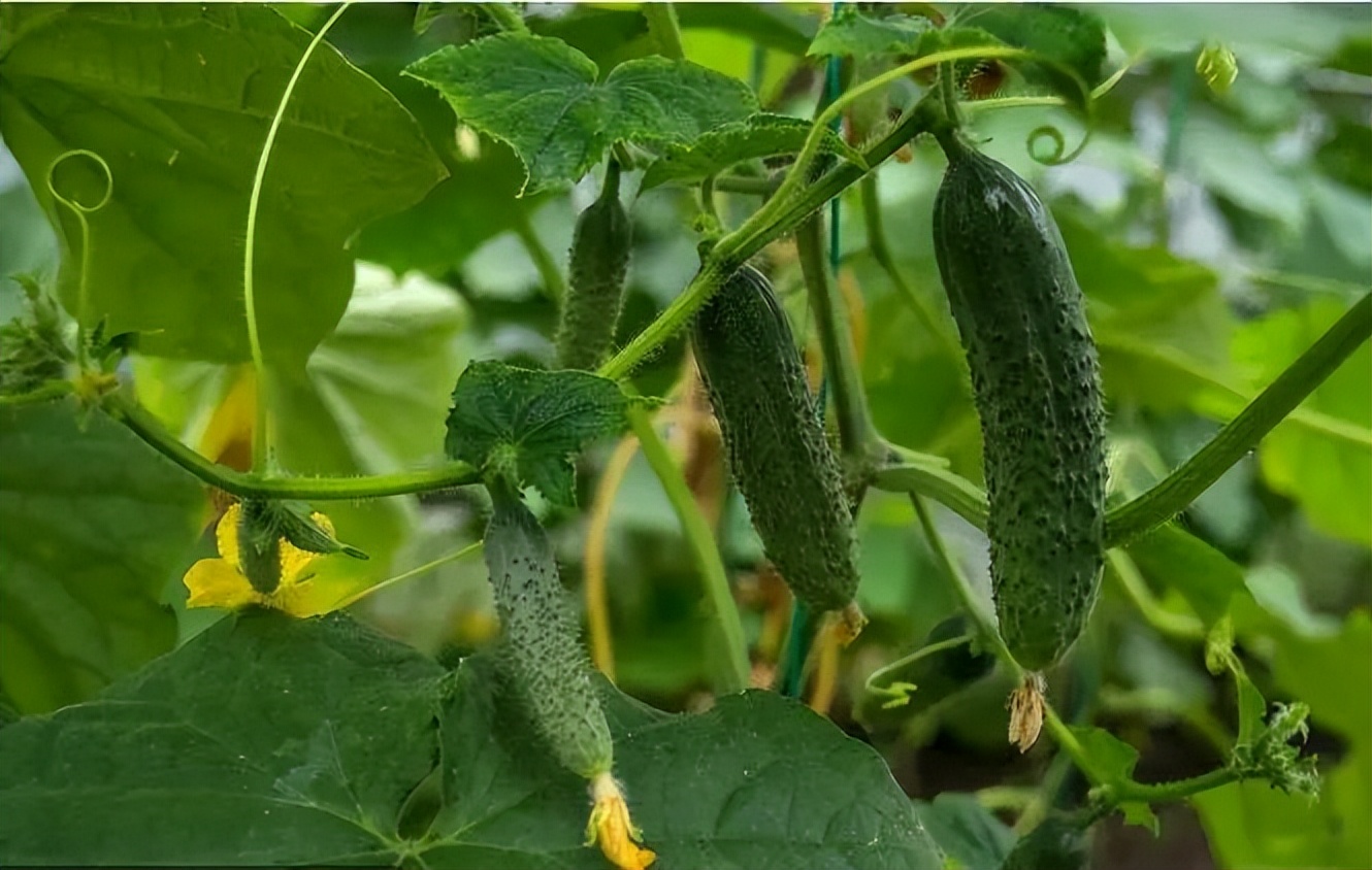 朱虹解读,朱虹讲述