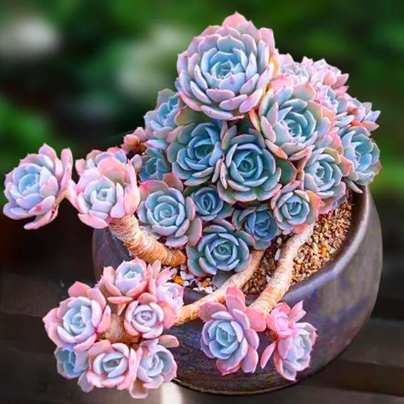 养花新手想自己养出多肉老桩?选这3种就对了