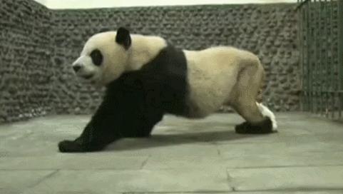 盘点网红大熊猫搞笑场面,大熊猫一摔成名