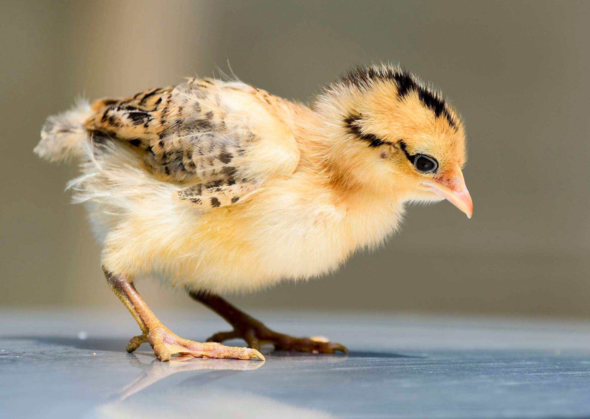 说文解字第61课,说文解字第699课