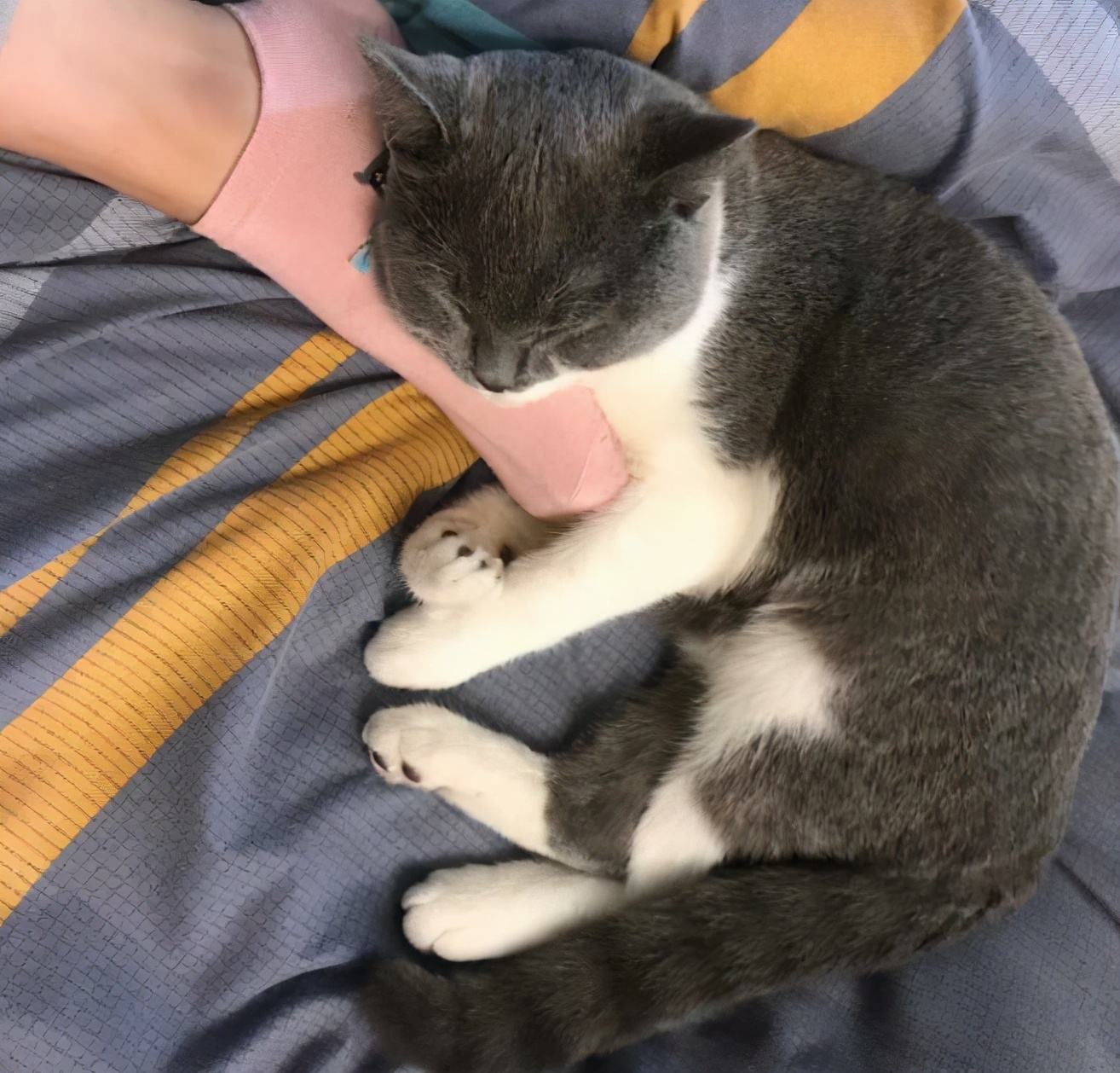 钟南山院士建议孕妇养猫狗原视频,钟南山院士谈养猫预防哮喘