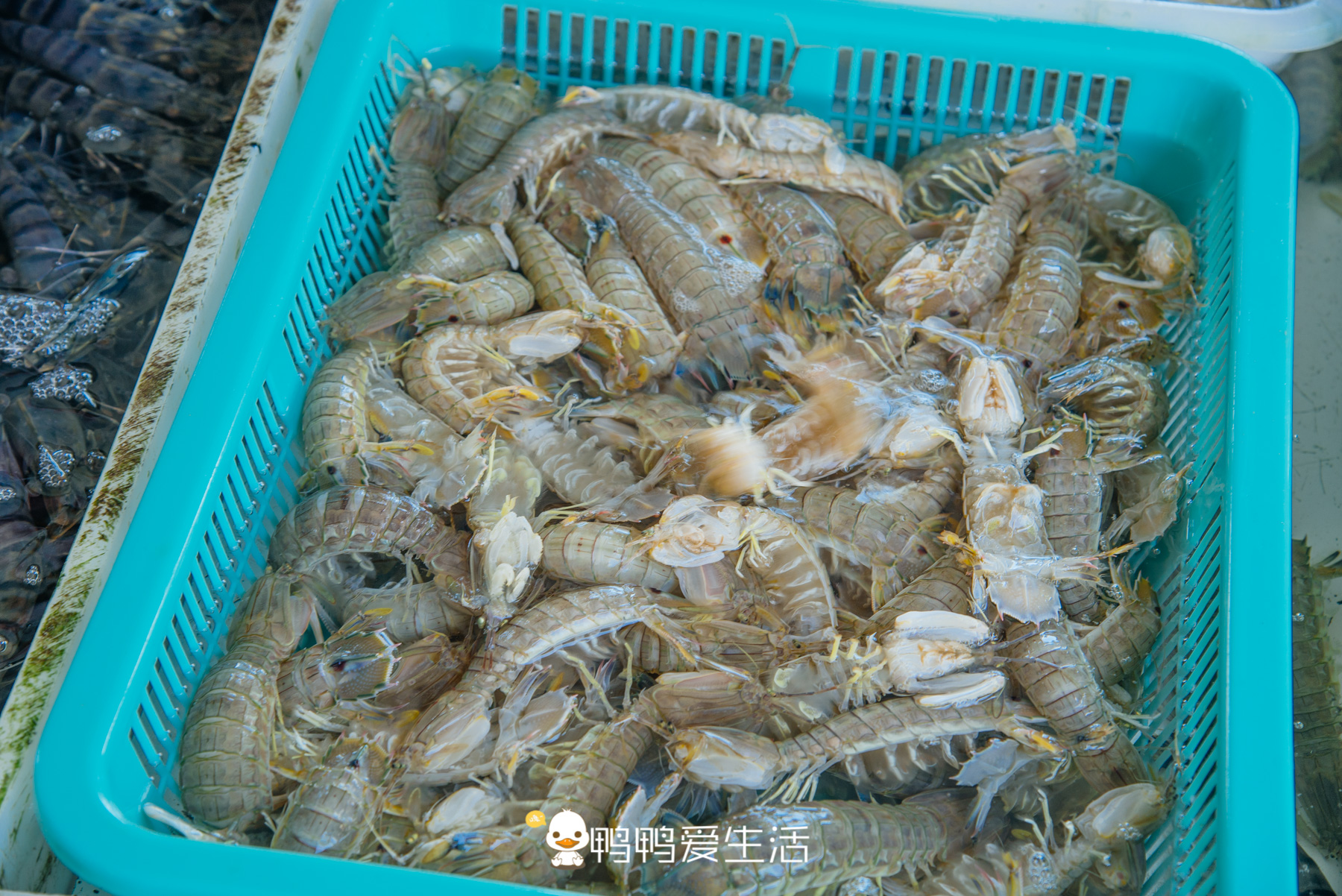 南沙十九涌渔人码头路边海鲜,广州十九涌海鲜码头