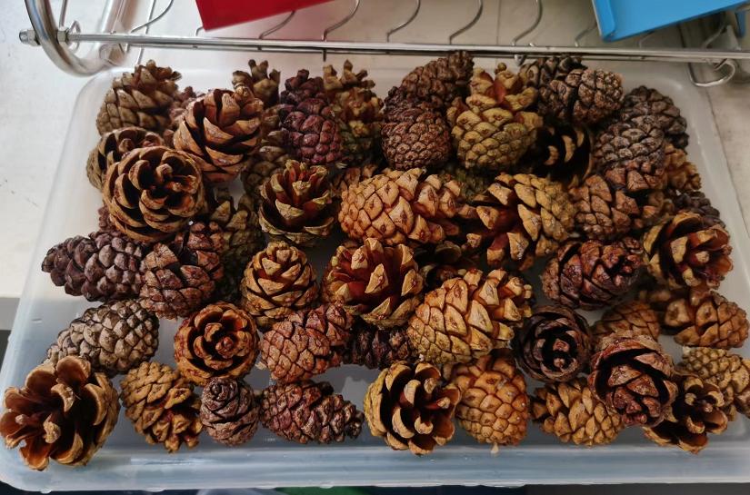 松果的生长过程小视频,松果成长过程