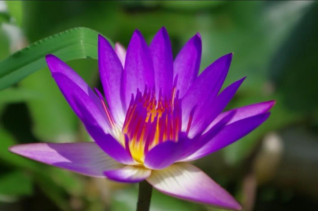 描写荷花别样红的诗句,关于荷花的诗句古诗名句