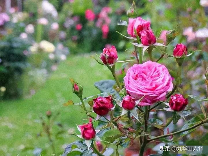 常见丰花月季品种一览,阳台盆栽丰花月季什么品种最好