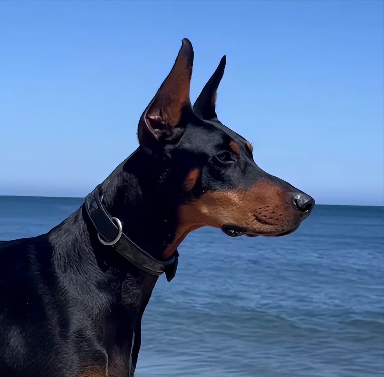 布克詹娜最近新料,詹娜布克甜蜜现身低调打扮出行