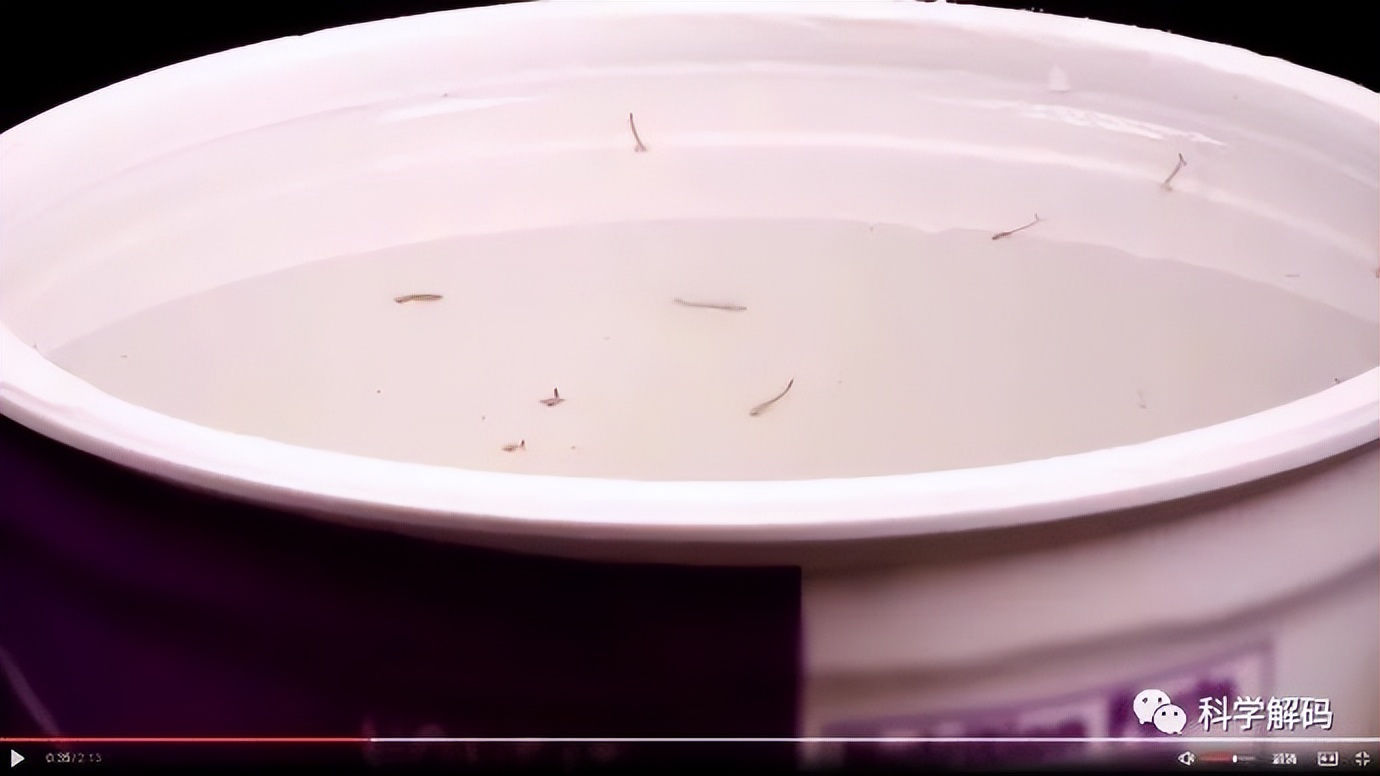 蚊子的嘴解剖,蚊子的内脏解剖照片