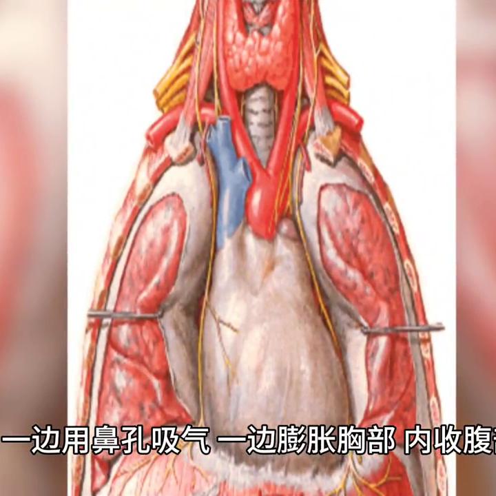 呼吸减腹部脂肪,怎么迅速减小腹