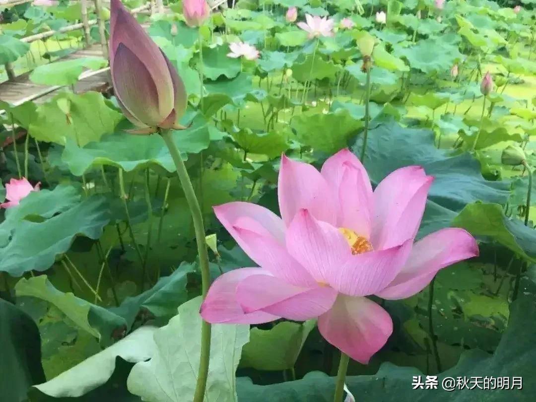 孙女上大学父母该给多少钱,孙子上大学爷爷奶奶不应该给钱吗