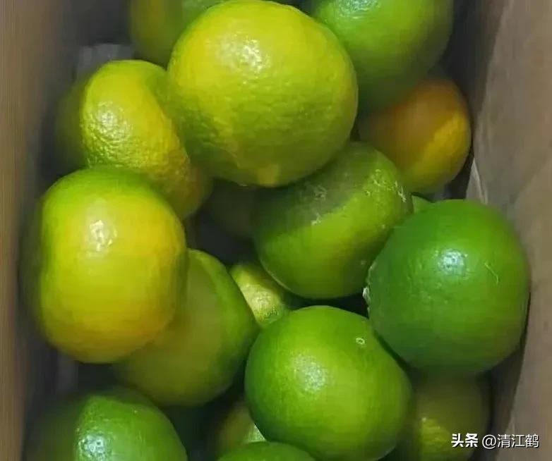 如何防柑橘成熟期低温落果,柑橘返青后怎样脱青