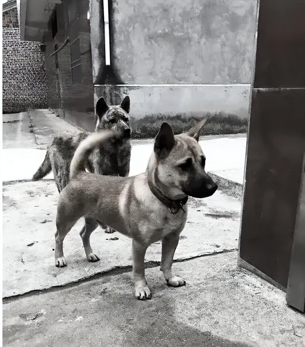 1939年鬼子狼狗部队“无人可挡”,董翰良训化中华田园犬,轻松制服