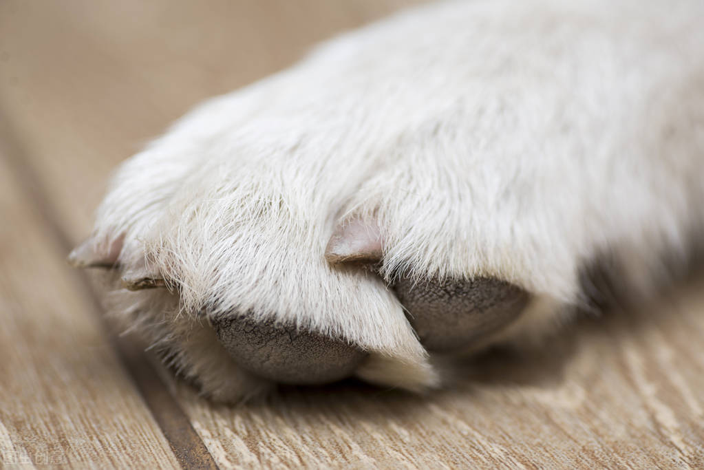 狗狗毛上为什么有皮癣,狗狗爪子上长疙瘩怎么回事