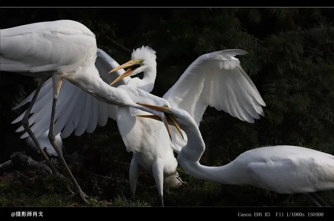 佳能rf800mmf5.6价格,佳能rf800mmf5.6定焦镜头能拍多远