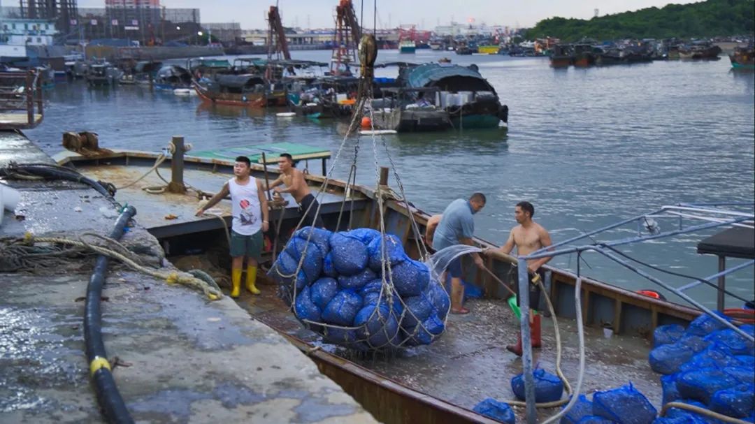 防城港第一批海鲜上岸价格,防城港开海后海鲜价格有什么变化