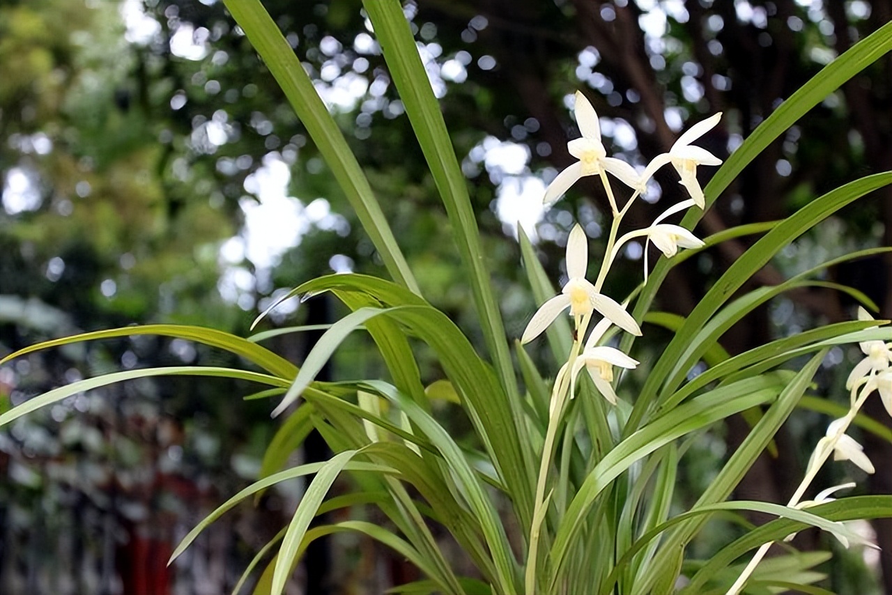 养什么品种的兰花又香又好养,兰花都有哪些常见常养的品种