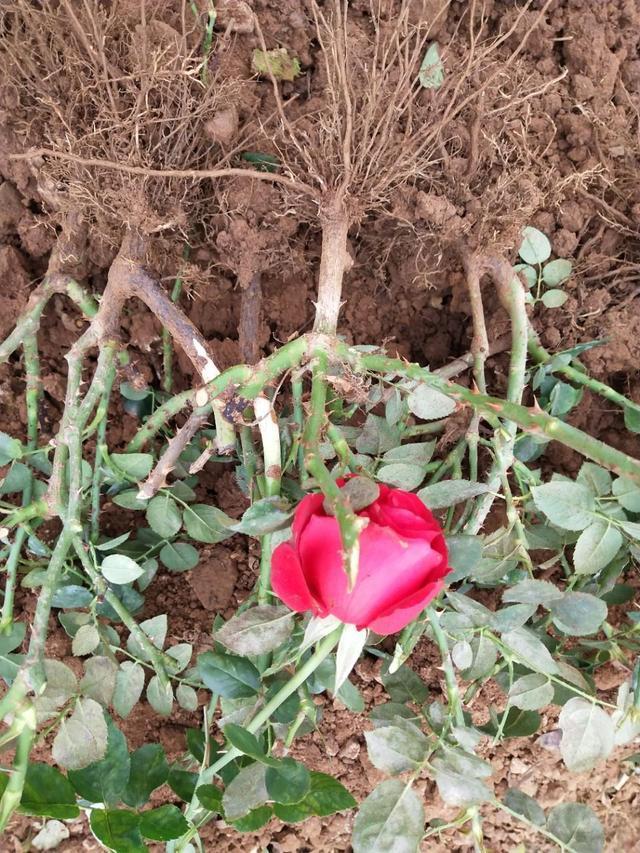 裸根老桩月季需要套塑料袋吗,裸根苗月季多少钱