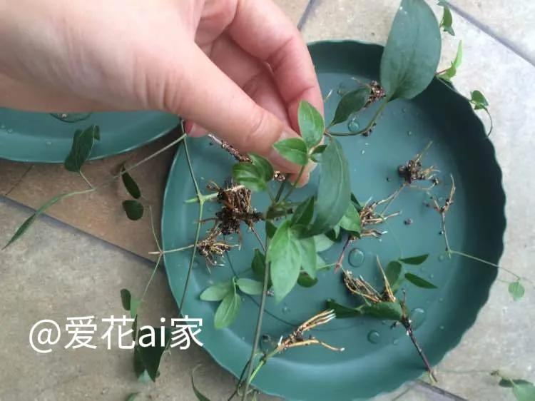 我怀疑这是我老公为了阻止我买花的阴谋