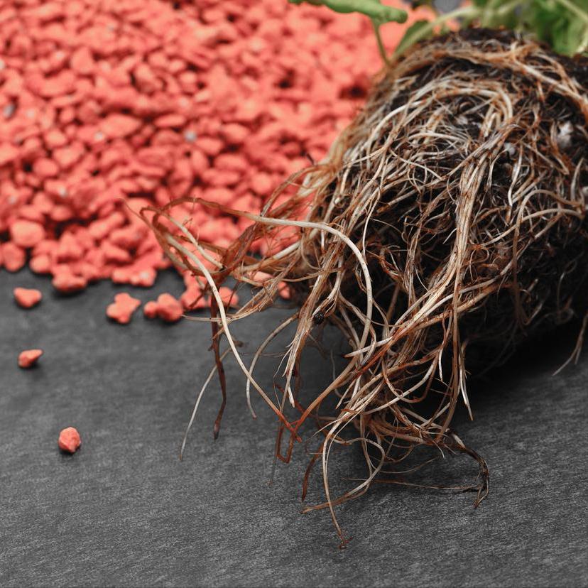 醒花的正确方法快速,最简单的醒花方法