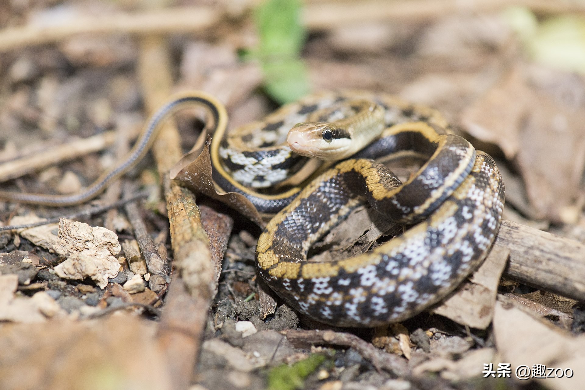 世界上的大蛇十大排名,中国十大蛇排行
