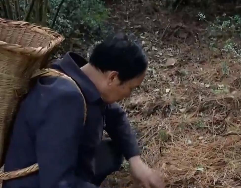 云南教师考察时发现商机，大山里挖“土疙瘩”，一公斤能卖5000元