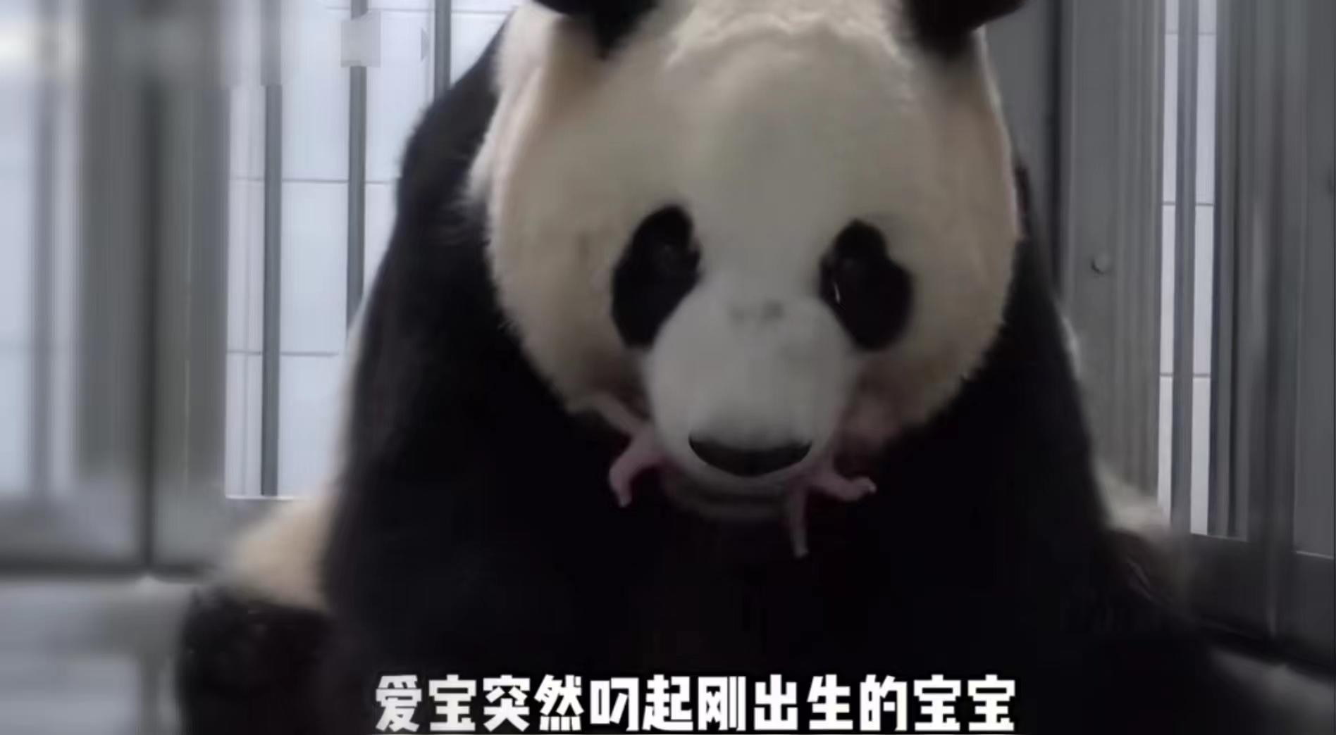 爱宝对姜爷爷有多信任,爱宝对姜爷爷的信任