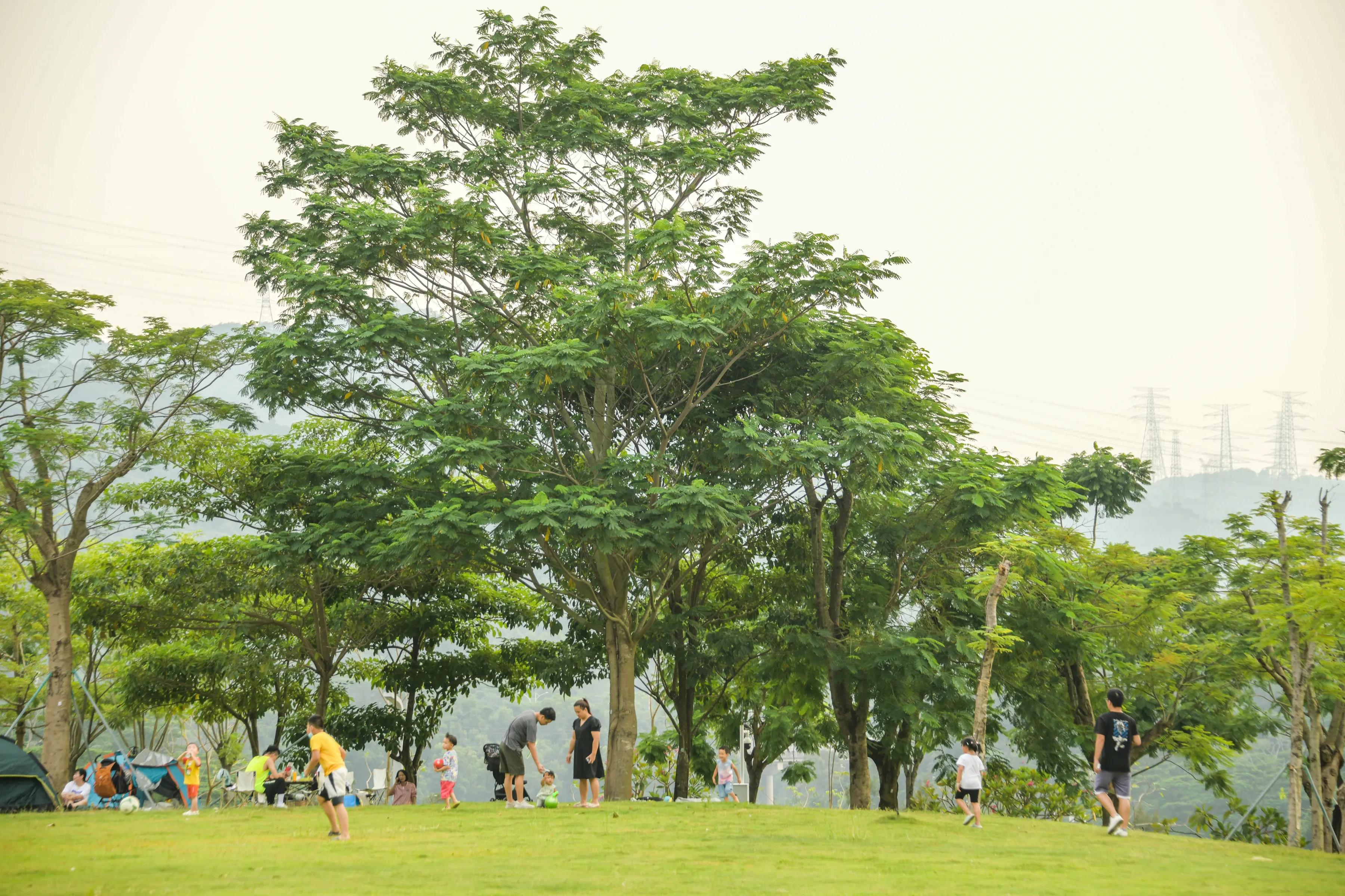 网红森林公园旅游,周日网红公园一游