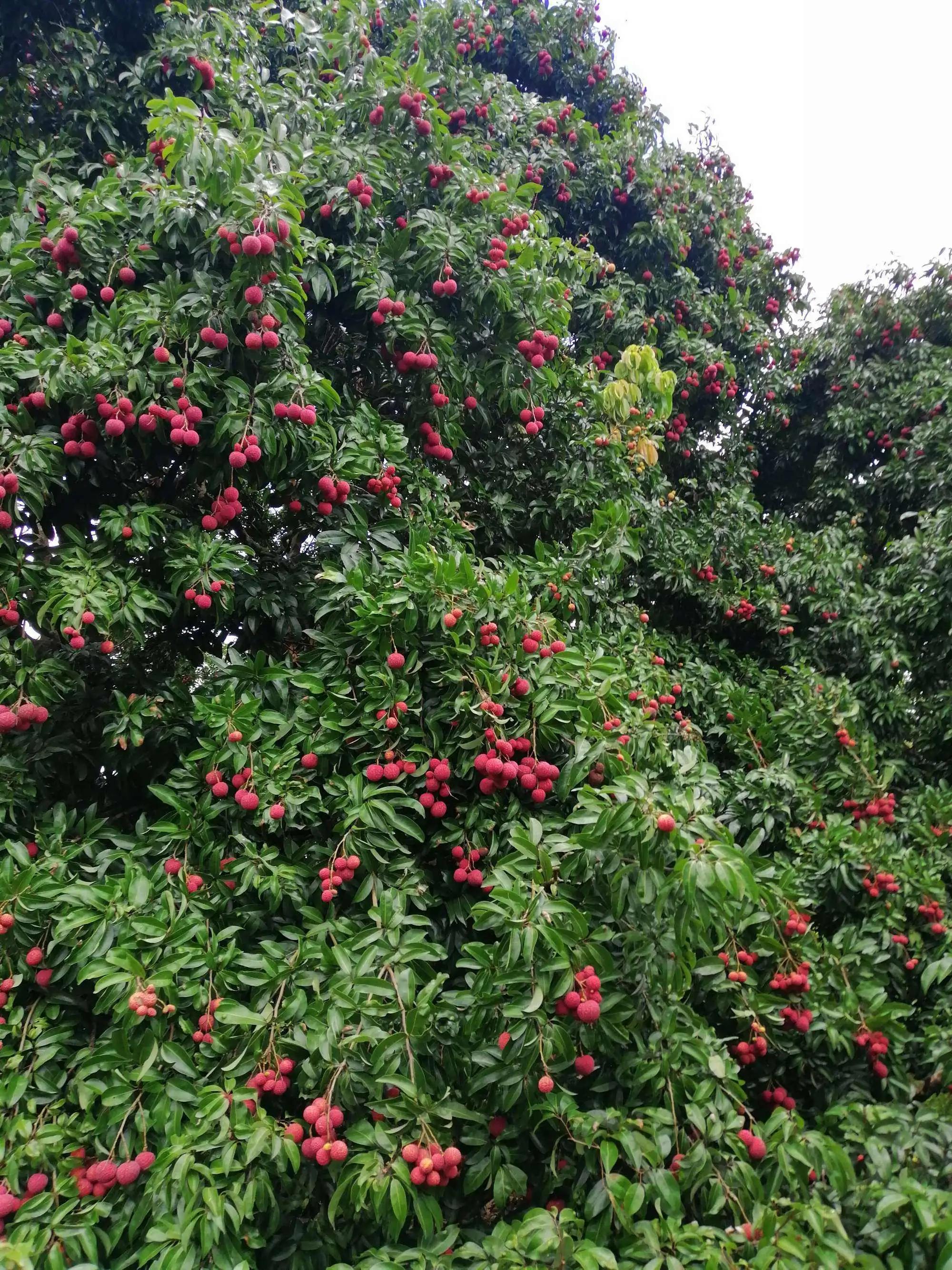 “水晶细嚼甜于蜜,满口生香玉露漙”,夏日里的荔枝又鲜又红又甜