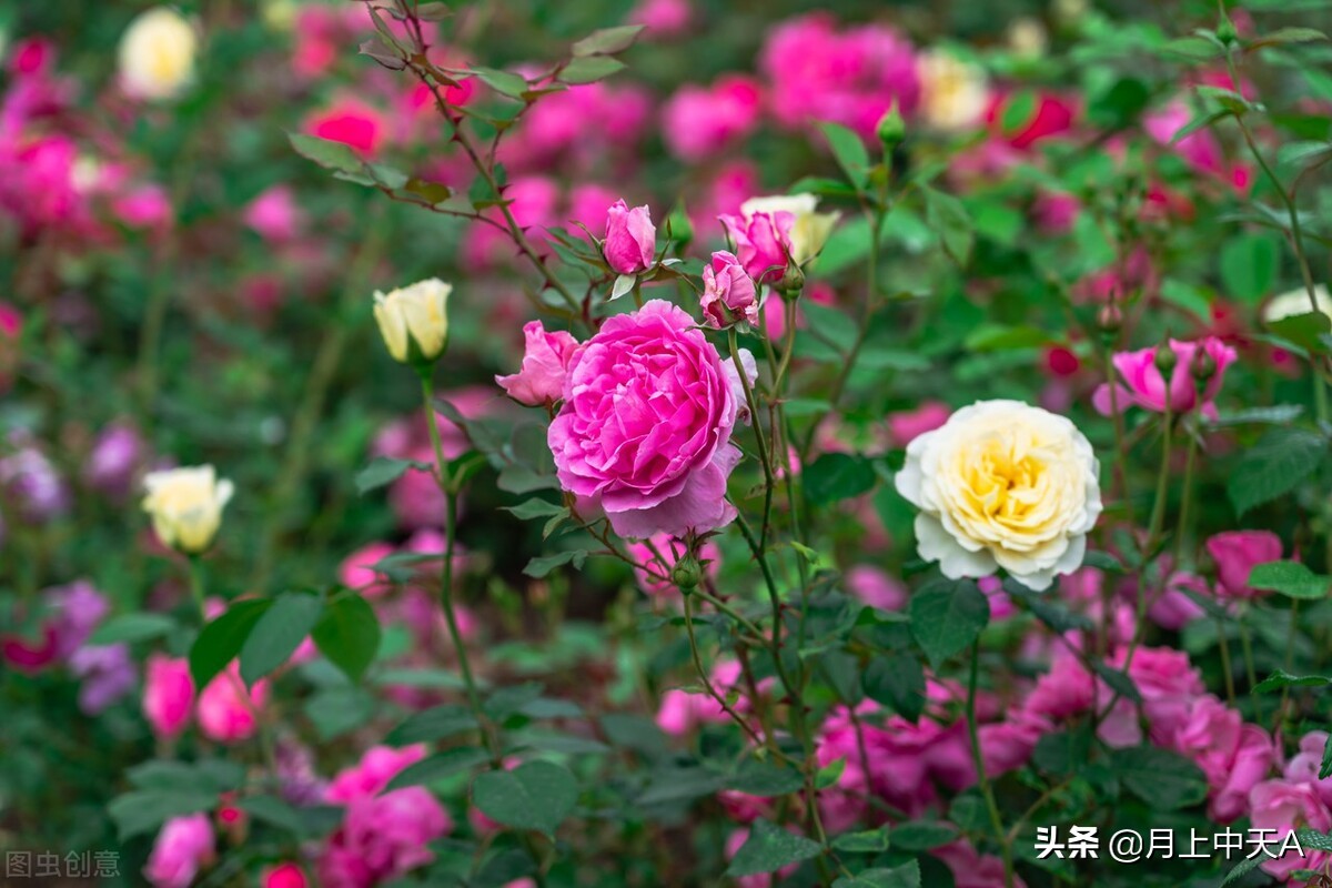 咏月季花的诗,月季花七绝诗