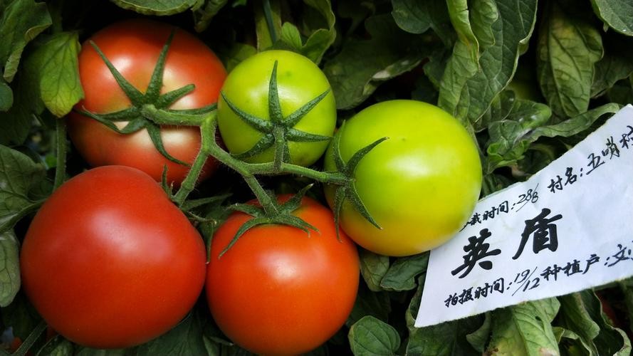 番茄果色偏黄怎么回事,番茄果实色泽评价