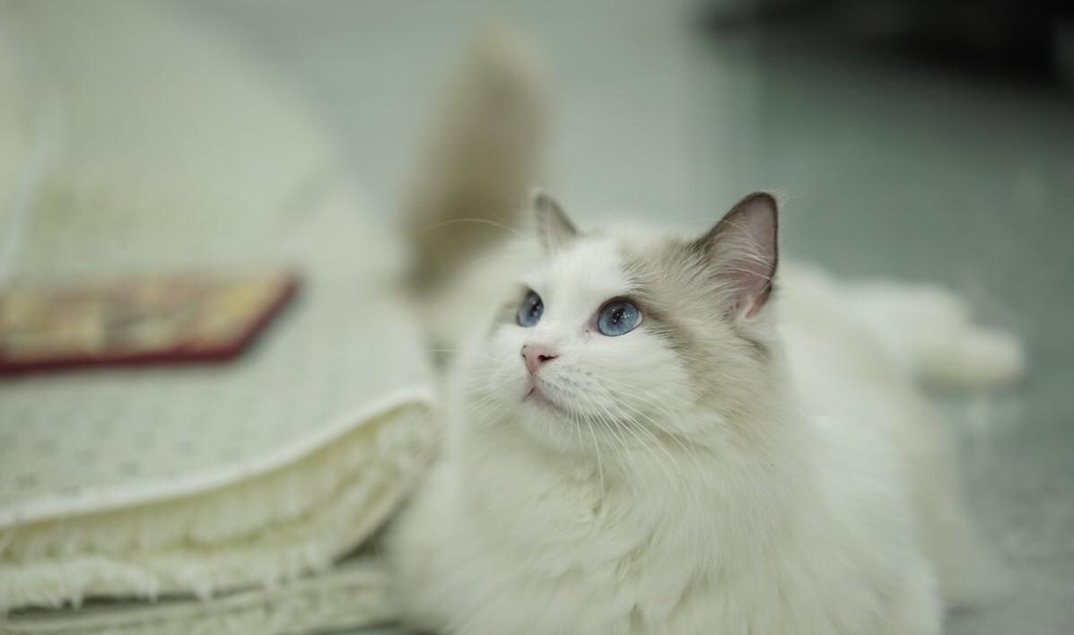 你想不到的冷知识系列7,1分钟带你了解关于布偶猫