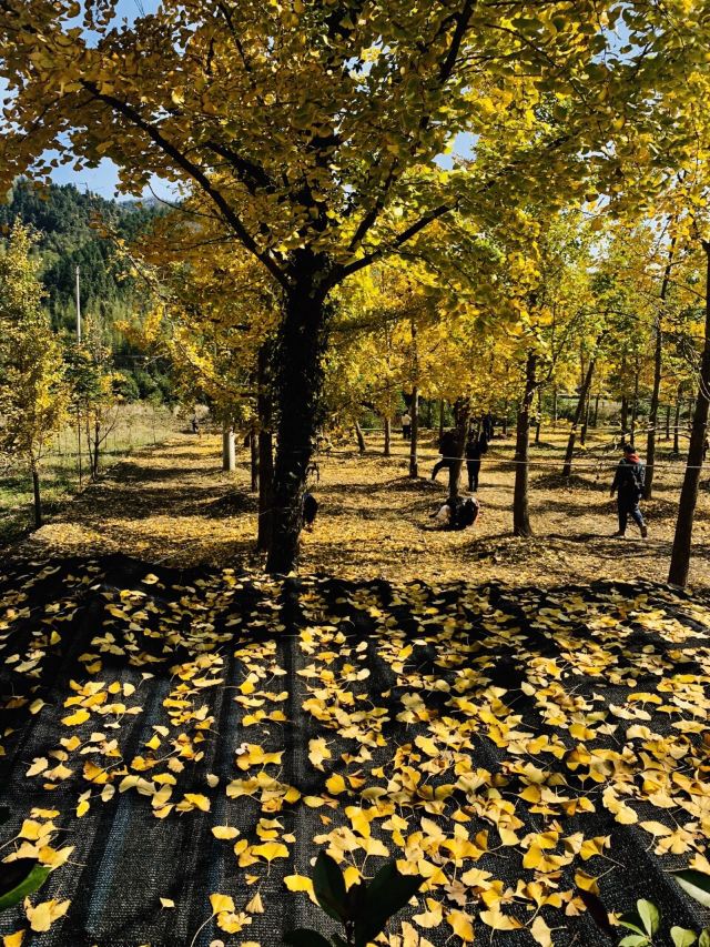 杭州周边赏秋好去处,杭州赏秋最佳攻略