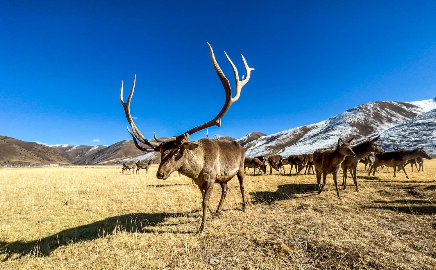 *藏西**小城以大山为名，雪山湖泊马鹿美如画，被称为东方小瑞士