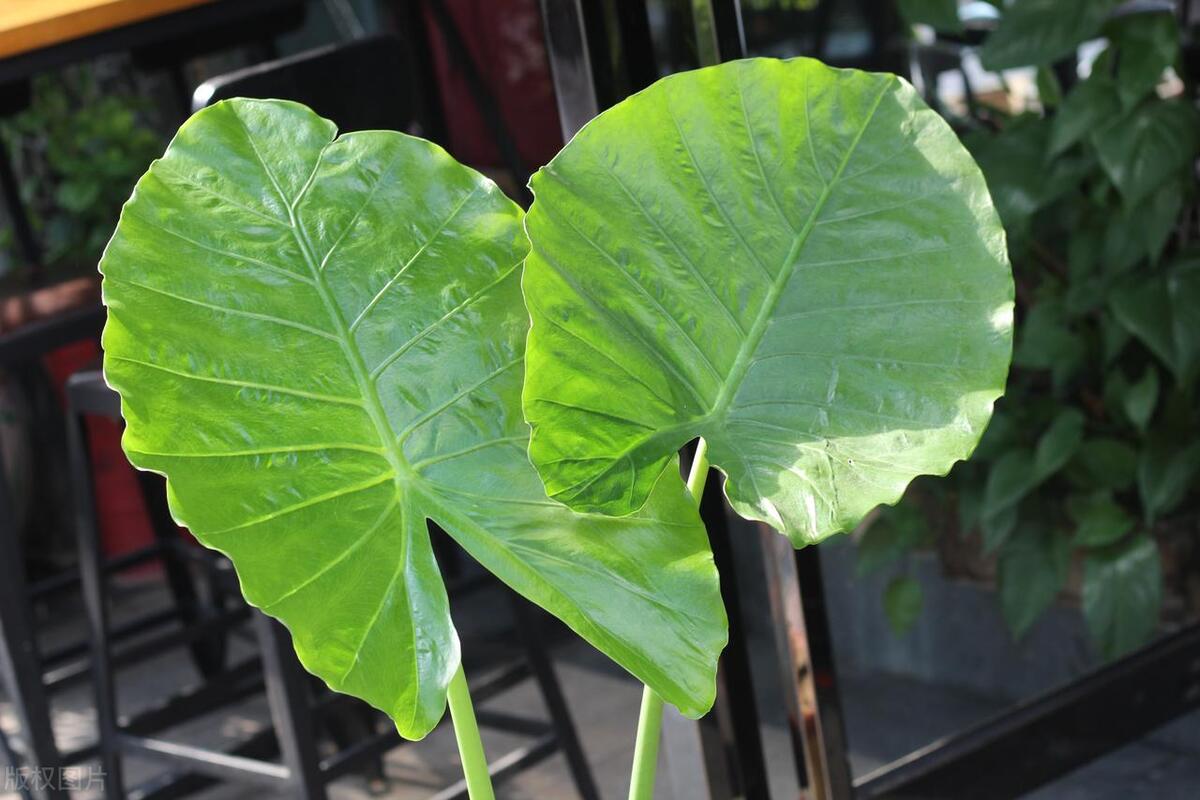 滴水观音烂根的解决方法,滴水观音烂根怎么办