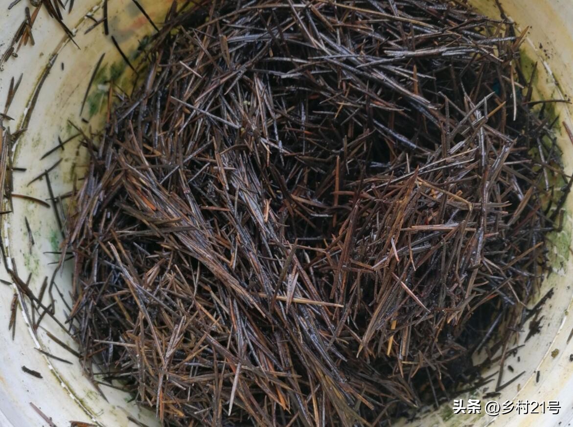 不要再愁没有好土种菜了，到松树下装一袋，一泡一闷营养土就来了