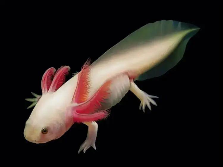 六角恐龙鱼断腿,六角恐龙可再生能力