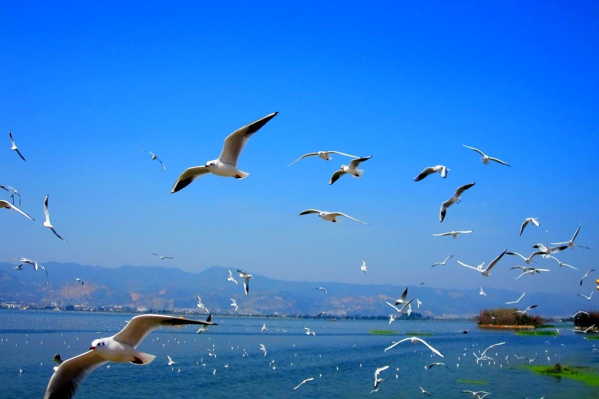 无锡看红嘴鸥附近有什么好玩的,游太湖喂红嘴鸥游玩攻略