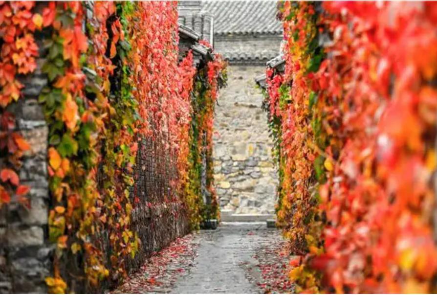 什么能阻止爬山虎生长,爬山虎是不是外来入侵物种