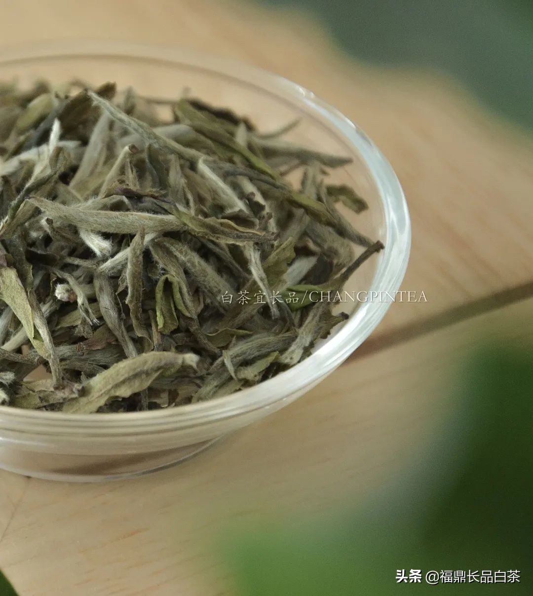 春茶正浓当酣饮,春茶尝鲜正当时