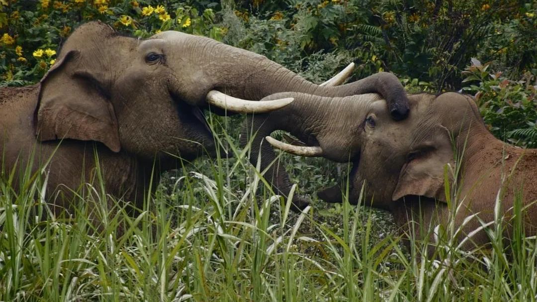 中国人冒死拍的纪录片,一群中国人冒死拍摄