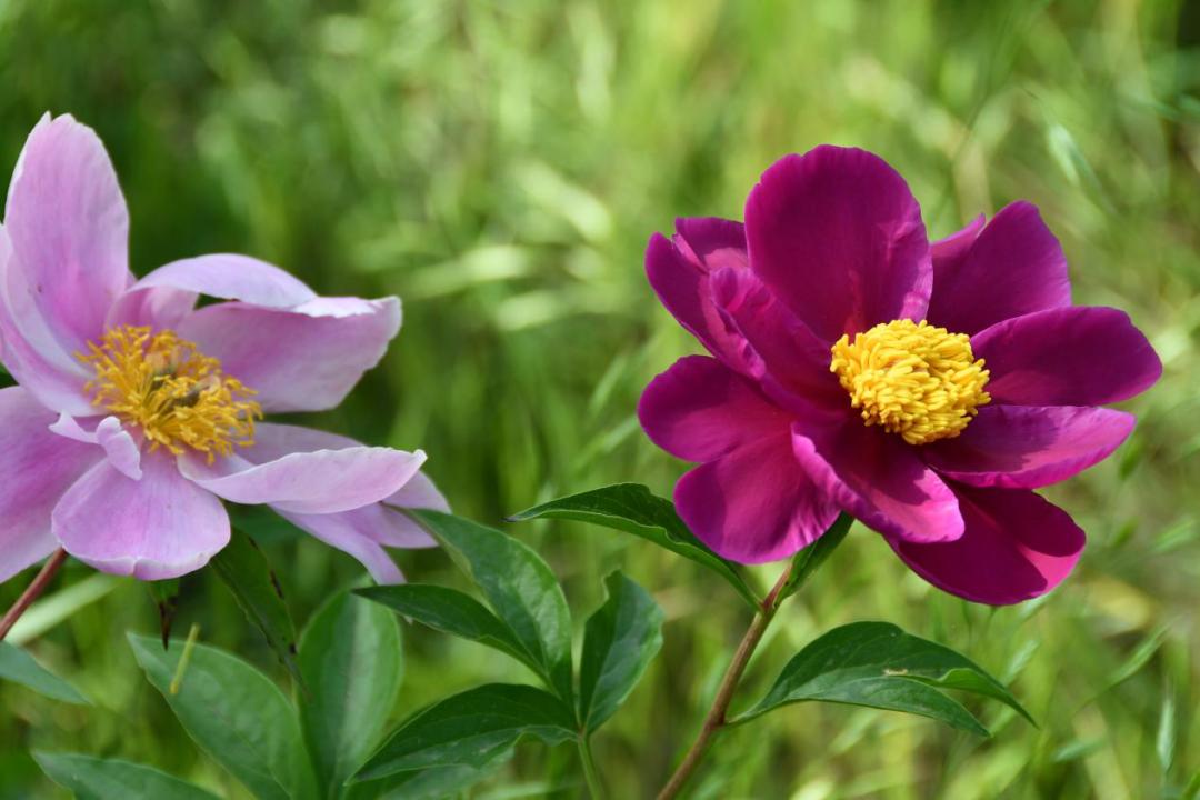 许昌人周末游玩,许昌人去哪景区免门票