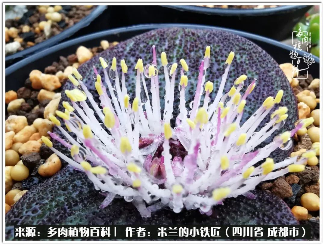 生石花好养吗怎么养护的,生石花的养殖方法和注意事项