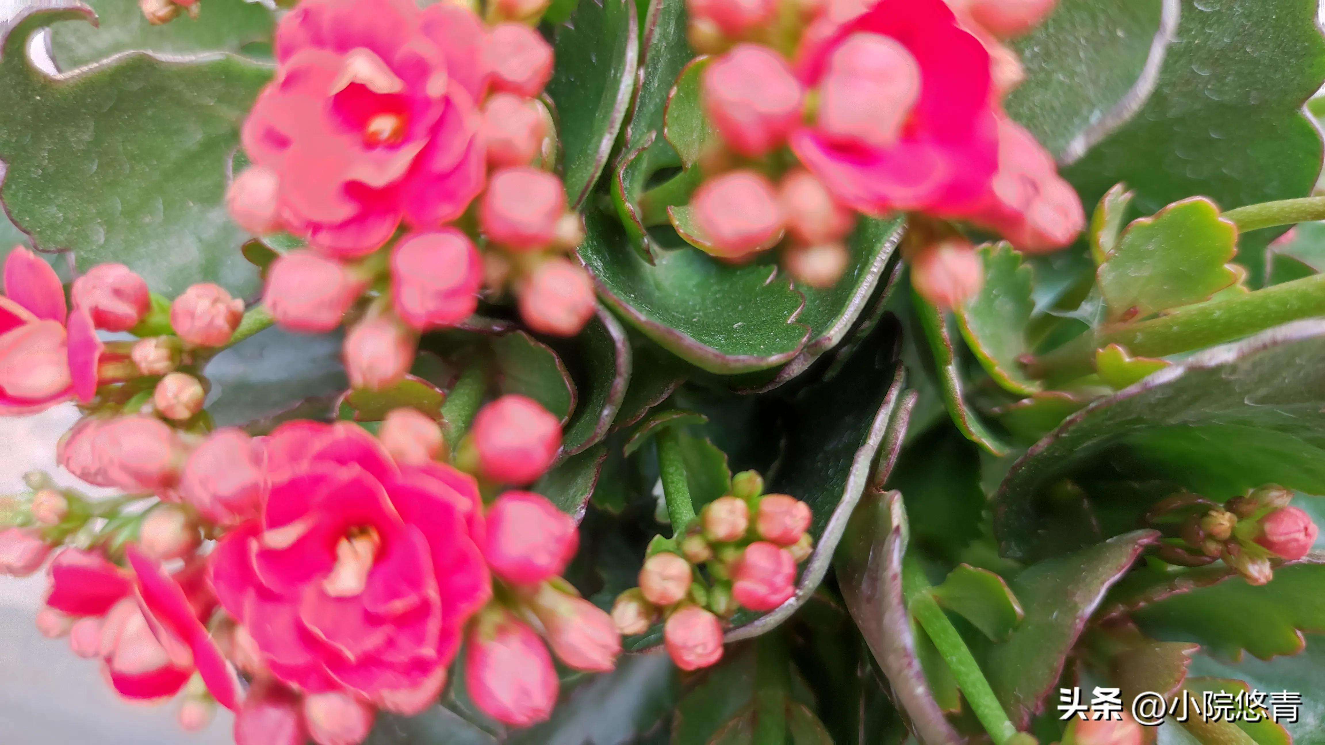 长寿花根系烂了怎么种植,长寿花棒棒糖的种植方法