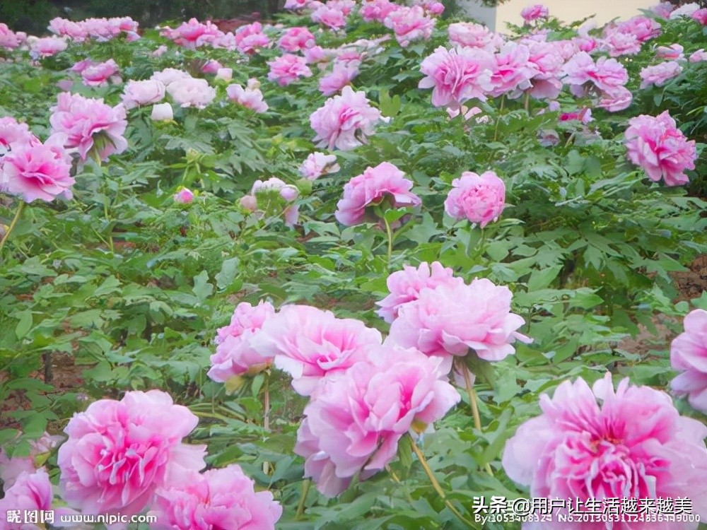 牡丹为什么被称为中国的国花,为什么牡丹能成为中国的国花